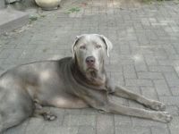 Anaru from the Whine Valley