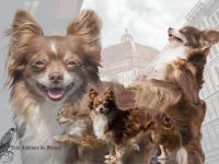 Nat. & Int. Champion Deckrüde