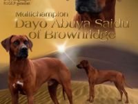 Dayo Abuya Saidu of Brownridge