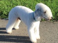 Chaccone Garden Calypsa