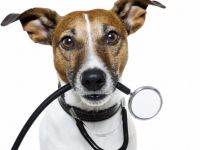 Tierheilpraxis Rodensteiner Land