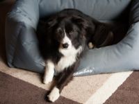 Hundebetreuung: Hundepension im Remstal