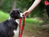 Pfotenstarke Hundebetreuung - Gassiservice