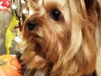 Diamond Boy Dallas from the garden of Maar