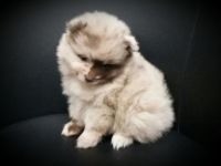 schokomerle,gescheckt von der Arnold´s Eiche