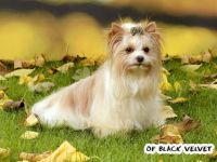 James Bond beautiful Biewer