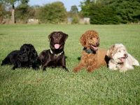 Hundepension Gut Fronhof