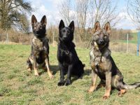 von der Schwertfellnerfarm