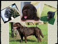 Piece of Joy von Fürstenauer Forst