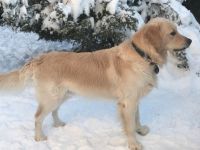 Golden Ocean vom Sulzbacher Scheuerberg