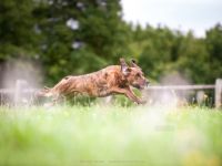 Arbeiten mit der Hasenzugmaschine