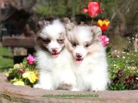 Kleinspitzwelpen merle,gescheckt,weiß,braun,schwarz