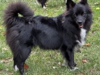 of the hop-o'-my-thumb