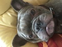 Bot (wir nennen ihn Yoda)