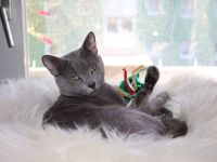 Russisch Blau Gr.In.Ch.Dekckater.