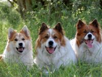 Hundezentrum Emsland