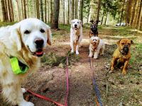 Hundetraining & Gassi-Service Bianca Willach