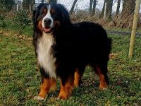 Benito Baku von den Brüner Höhen