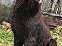 Dealer vom Altenberg ,,Muffin"