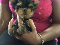Bildschöne kleine feine Yorkshire Terrier Babys