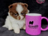Pomeranianwelpen schokomerle,orange-,braungescheckt