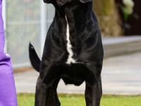 von den Pretorianern