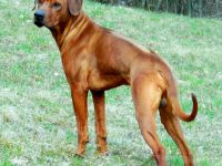 Enyo Morani of Sun Place Ranch