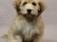 Viktor Black Snow-Flake