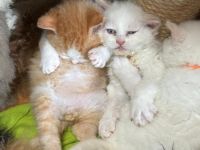 Selkirk Rex & BKH  Bärchen aus der Klosterstadt