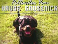 Rottweiler vom Hause Grosenick