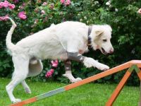 Gerätetraining für Hundesenioren, unsichere oder Handicap-Hunde