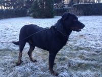 Dux du gardien de la puissance