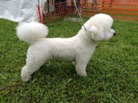 Master Bullmastiff Zorro genannt Benny