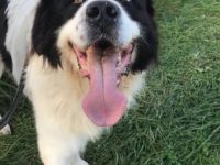 Tierheilpraxis Thome