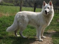 Geronimo Marley of white Sharonnight