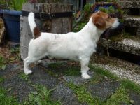 Kurti Calum vom Nixstein