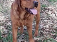 Rubywood Crimson Red Benson