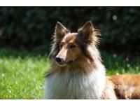 TiPSY- Tierpsychologische Hundeschule