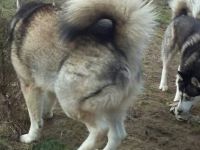 of Crystal Avalanche