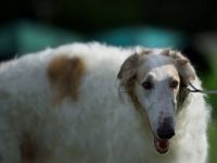 Bogatyr von Alshamina