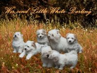 Little White Darling