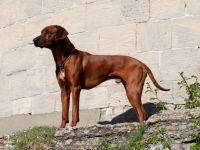 Fabayo-Abayomi vom Adelshof