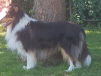 Artax de la Bonita Isla ( Mallorca Import )