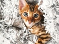 Von der Fellnasenoase