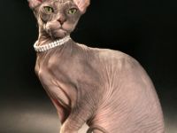 *Champion* Uolli Harmahis