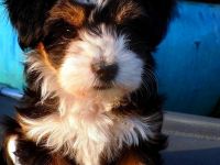 HAVANESER  vom  DREI - LÄNDER - ECK