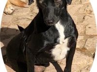 BELZEBUB - sucht ein erfahrenes Zuhause