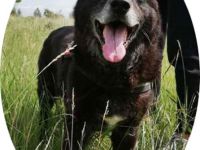 RIGO - 50 cm - wartet schon sehr lange auf ein Zuhause.