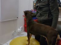 DOG Therapie Mobile Hundephysiotherapie