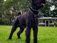 Hellboy of Royal's Island